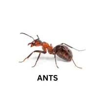 Ants