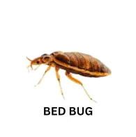 Bed Bug