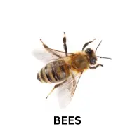Bees
