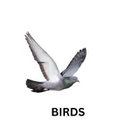Birds
