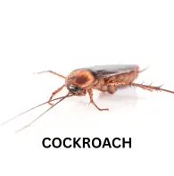 Cockroach