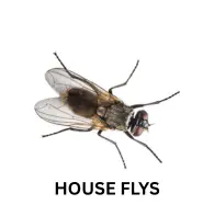 House Fly