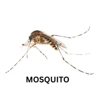 Mosquito