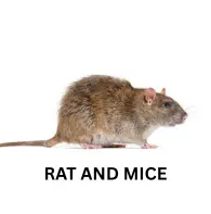 Rat and Mice